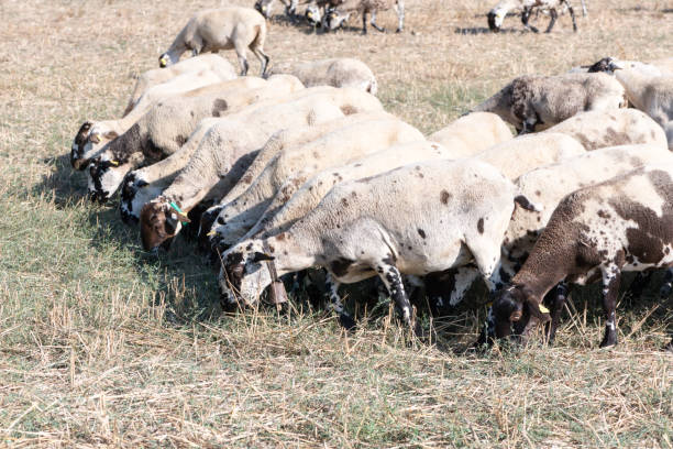 istock Flock of sheep 1059251812