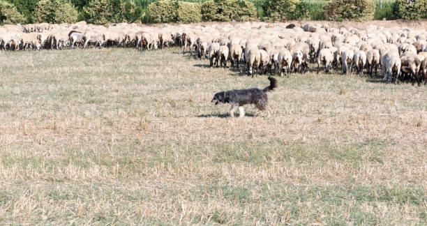 istock Flock of sheep 1059251826