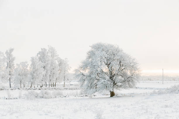 istock Trees with hoarfrost in a pasture in winter 1059251878