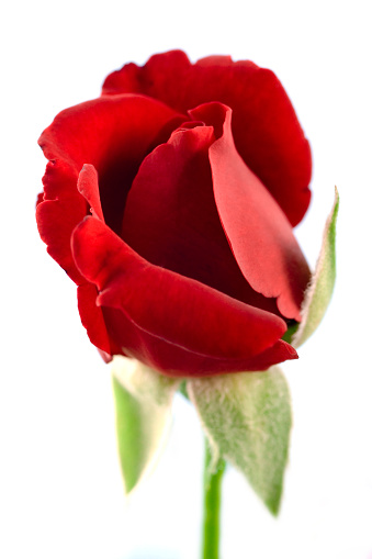  Single red rose isolated on white.
[url=/file_search.php?action=file&lightboxID=8265324][img]http://www.marcomarchi.com/photos/902253504_mBec7-O.jpg[/img][/url]