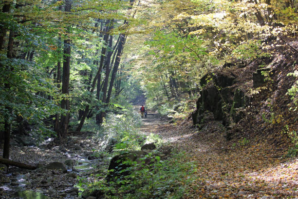 istock Autumn forest with tourists 1059253800
