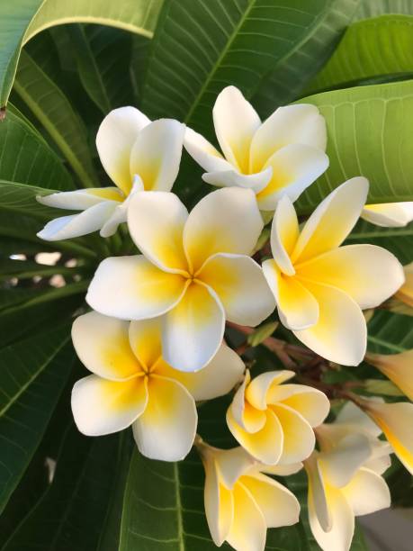 istock Frangipani plumeria flower 1059253900