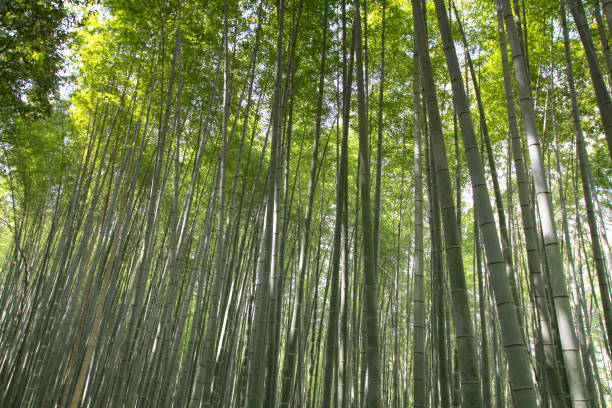 istock Bamboo Forest in Japan, Arashiyama, Kyoto 1059256288