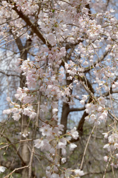 istock a group Blossom Sakura at Japan, Kyoto 1059256364
