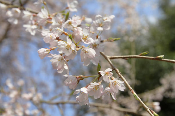 istock a group Blossom Sakura at Japan, Kyoto 1059256426