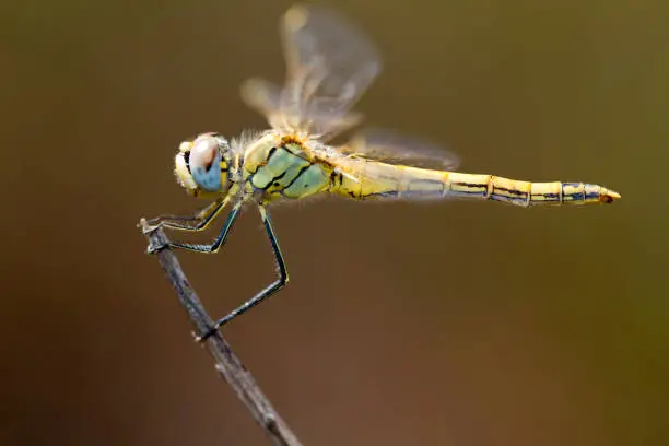 Photo of female red-veined darter dragonfly