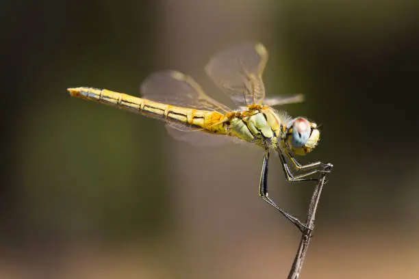 Photo of female red-veined darter dragonfly
