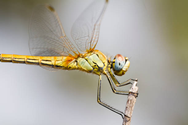 istock female red-veined darter dragonfly 1059256528