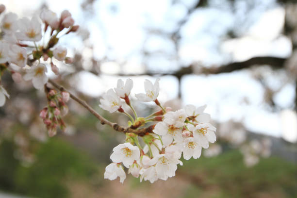 istock a group Blossom Sakura at Japan, Kyoto 1059256544