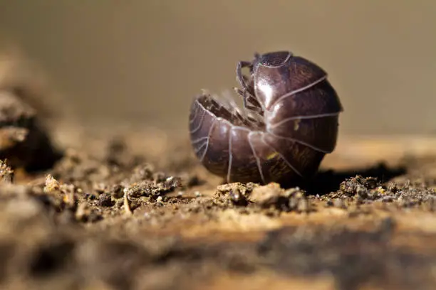 Close view of a upside down pill bug on the nature.