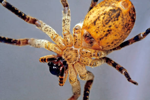 istock belly of a wolf-spider 1059256872