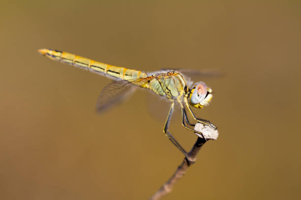 istock Red-veined darter dragonfly insect 1059257018