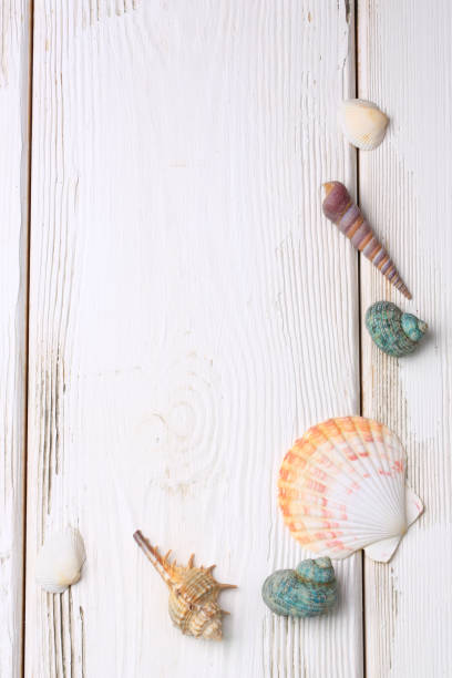 istock seashells on a white wooden background 1059260056