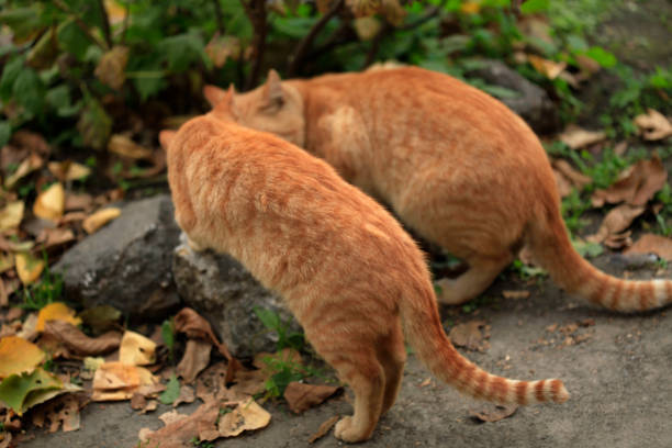 istock portarit of fluffy cat 1059260538