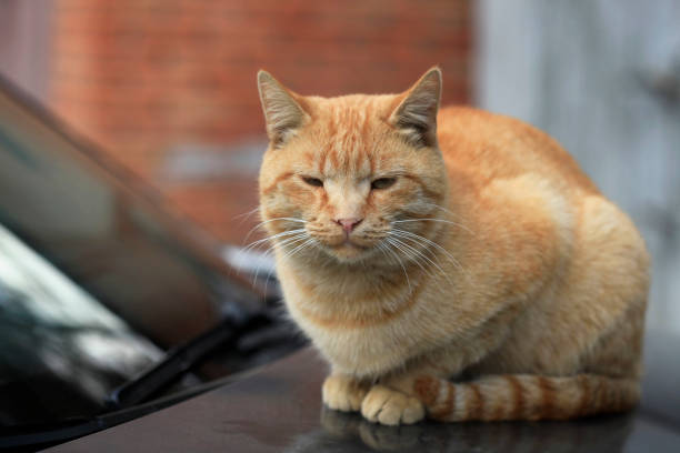 istock portarit of fluffy cat 1059260556