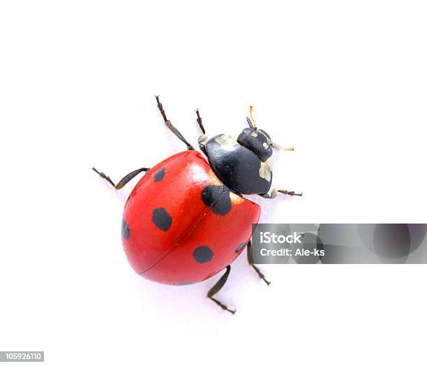 Photo libre de droit de Coccinelle Sur Blanc banque d'images et plus d'images libres de droit de Beauté de la nature - Beauté de la nature, Biologie, Blanc