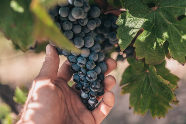 a farmer holds a large, heavy bunch of grapes in the vineyards of provence - the grape industry in france - grape green red purple imagens e fotografias de stock