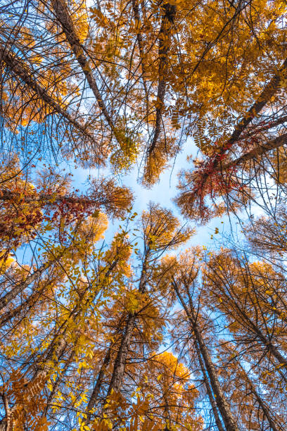 istock Branches of a tall tree with autumn yellow leaves - view from below 1059262086