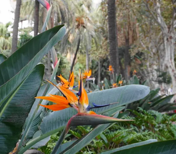 This beautiful flower is a bird of paradise, shot in Spain.