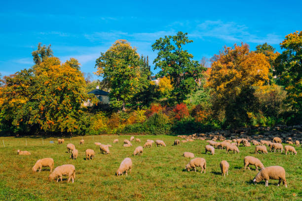 Herd of sheep in park in Weimar, Germany