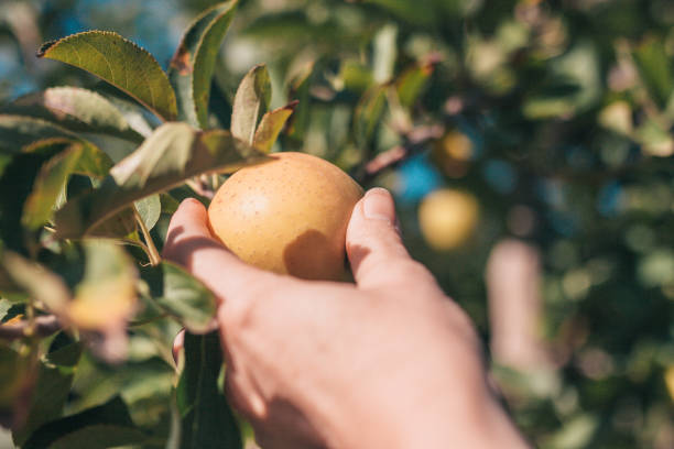 istock Harvesting apples on a farm in autumn 1059262708