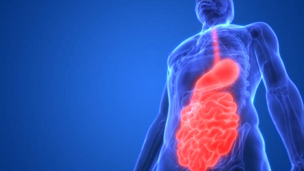 menschlichen verdauungssystems magen dünndarm anatomie - digestive illness stock-fotos und bilder