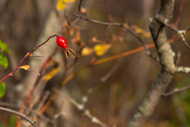 One wild rose berry on a bare branch in the forest close up