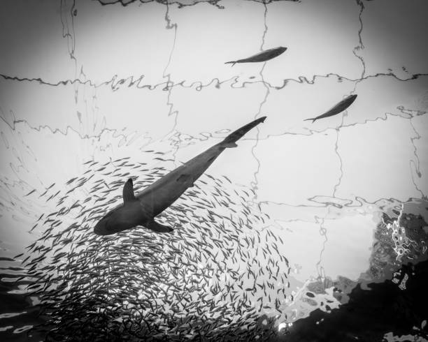 Fish in Large Aquarium stock photo