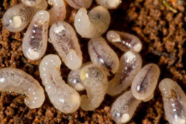 bunch of baby ant larva Close view detail of a bunch of baby ant larva. larva stock pictures, royalty-free photos & images