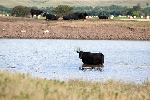 istock Black Angus Cow in Pond 105926372