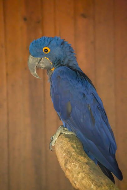 istock View of a single blue ara Hyacinth macaw 1059265674