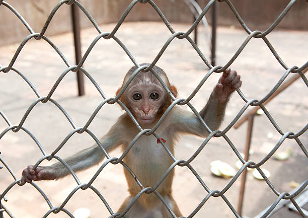 istock Macaque a Rhesus factor in the Sukhumi nursery 105926731