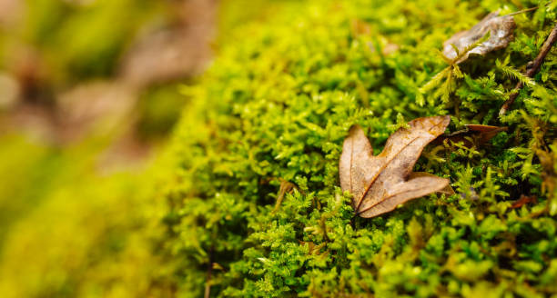 緑の苔の乾燥葉のマクロ撮影。 - maple leaf green outdoors ストックフォトと画像