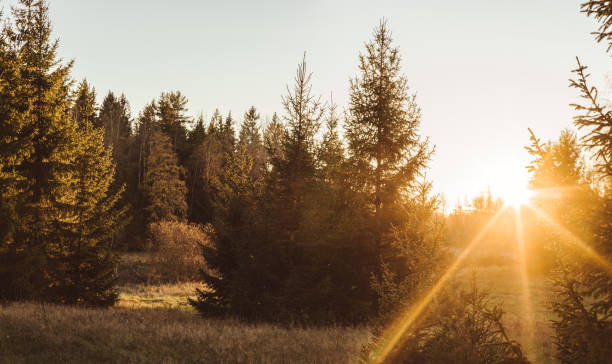 istock Rural scene in autumn sunlight back lit with sun 1059274622