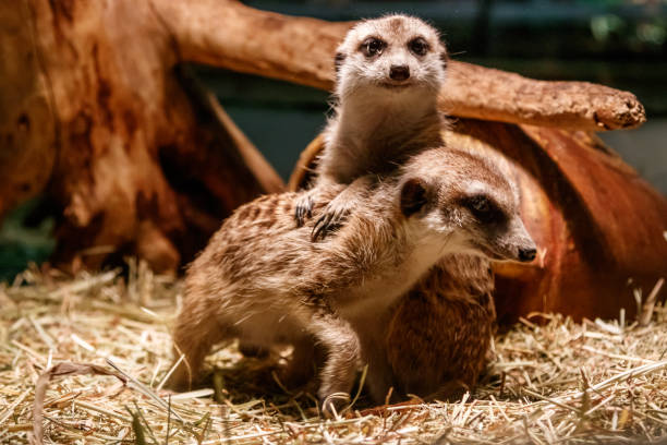 istock Beautiful meerkats are played 1059274658