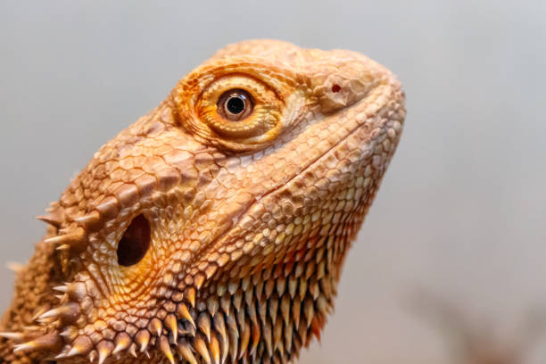 istock Beautiful Lizard Bearded Agama, Pogona vitticeps 1059274676