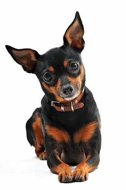 portrait of a purebred miniature pinscher on a white background, focus on the eyes