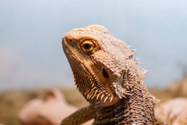 istock Beautiful Lizard Bearded Agama, Pogona vitticeps 1059275692