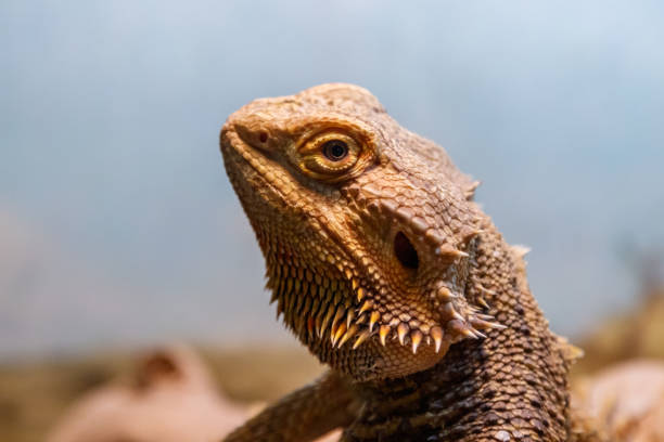 istock Beautiful Lizard Bearded Agama, Pogona vitticeps 1059276894