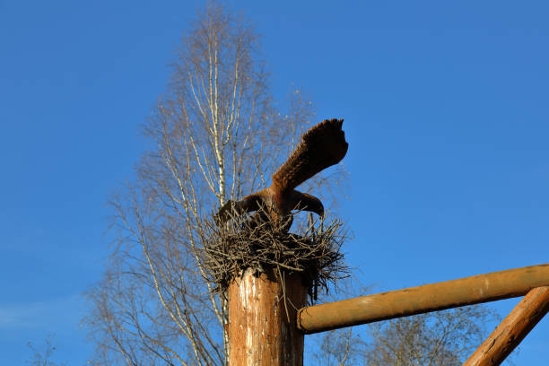 águia de madeira no ninho - artificial wing wing eagle bird - fotografias e filmes do acervo