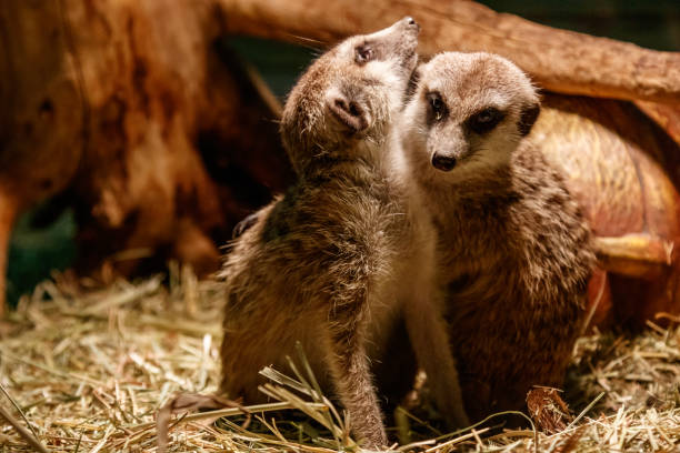 istock Beautiful meerkats are played 1059277646