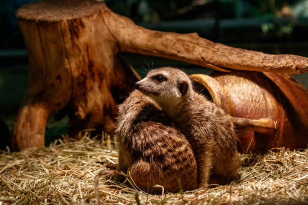 Beautiful meerkats are played