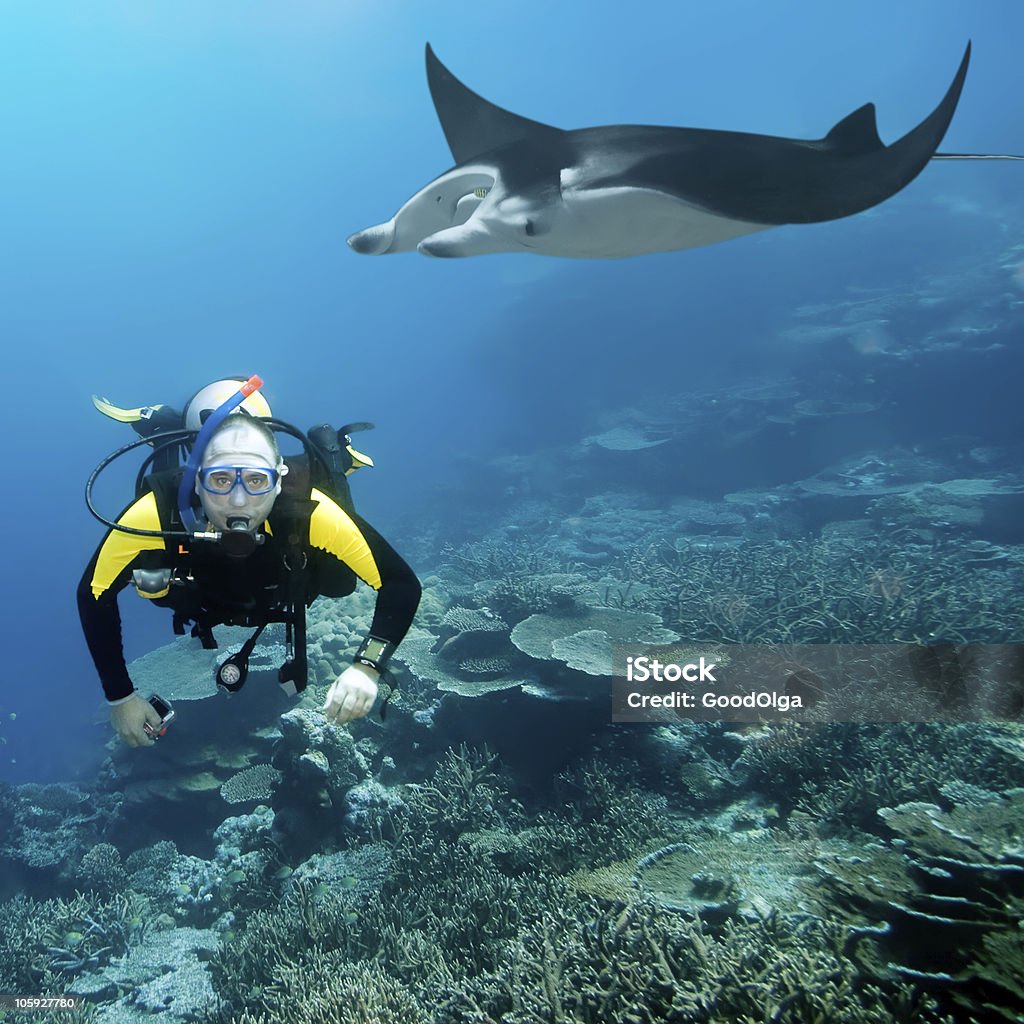 Plongeur et manta - Photo de Raie manta libre de droits