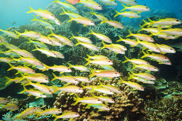 istock School of Yellowfin goatfish 105927781