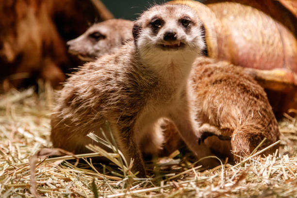 istock Beautiful meerkats are played 1059277810