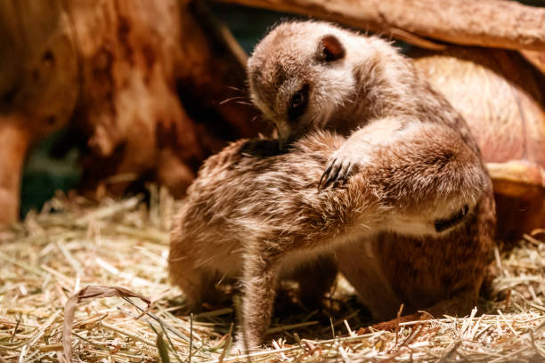 istock Beautiful meerkats are played 1059277886