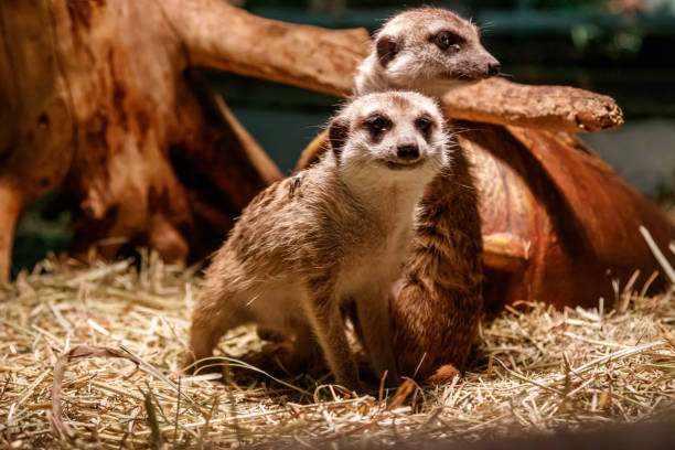 istock Beautiful meerkats are played 1059277902