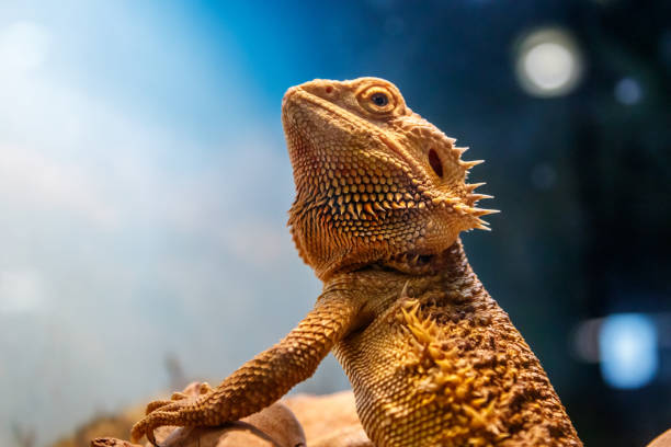 istock Beautiful Lizard Bearded Agama, Pogona vitticeps 1059277930