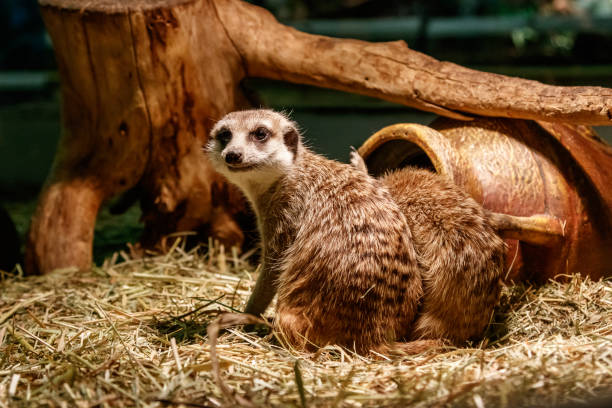istock Beautiful meerkats are played 1059278092