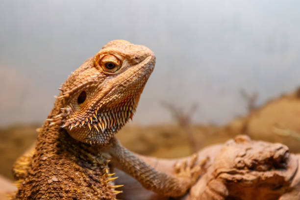 istock Beautiful Lizard Bearded Agama, Pogona vitticeps 1059278126